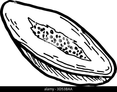 Papaya fruit half sketch, side view. Hand drawn vector illustration in linear style. Vintage pawpaw for food labels, logo. Stock Vector