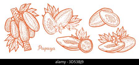 Set of Papaya fruits. Hand drawn sketch of tropical fruit isolated. Pawpaw plant linear vintage illustration. Vector collection of papaya whole, slice Stock Vector