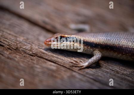 Close-up of a Skink or Lizard Resting on Rough, Weathered Wooden Planks Stock Photo