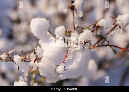 Snow covered branches with sparkling ice crystals in warm winter sunlight Stock Photo