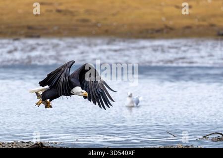 A bald eagle in flight with salmon remnants in talons Stock Photo