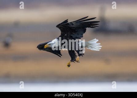 An adult bald eagle prepares to land in the river below Stock Photo