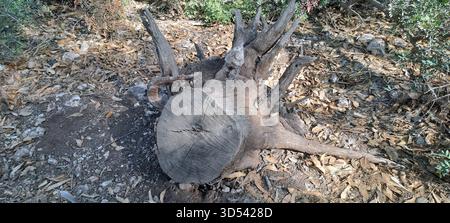Old tree stump with exposed roots in a dry forest environment illustrating deforestation Stock Photo