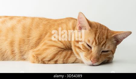 Orange cat with stripes lying down, eyes closed, resting on plain white surface, exuding calm and relaxation. Stock Photo