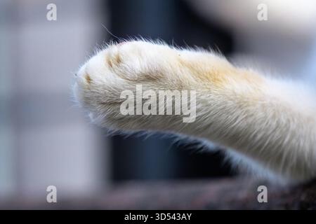 A Charming Black and White Cat with Striking Green Eyes Relaxing Indoors, Looking Directly at the Camera with a Soft Expression Stock Photo