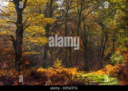 View of golden sunlight dapples through the dense canopy, illuminating the vibrant autumn foliage and the forest floor in Savernake Forest, Marlboroug Stock Photo