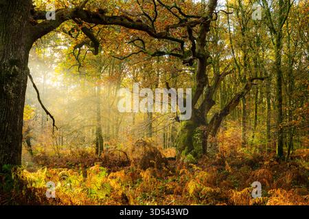 View of golden light streaming through the ancient woodland, illuminating the moss-covered trees and vibrant ferns blanketing the forest floor, Savern Stock Photo