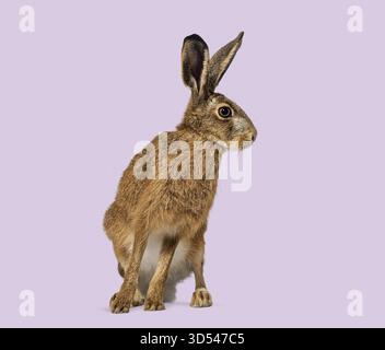 Brown hare looking to the side with big ears, isolated on a solid purple background Stock Photo