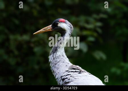 Close-up/portrait of a gray heron in nature in autumn Stock Photo