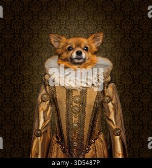 Portrait of a long haired chihuahua wearing an elizabethan style dress and ruff, posing against a damask background Stock Photo