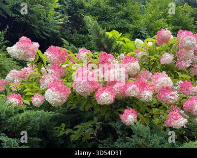 Hydrangea bush beautiful white pink flowers Stock Photo