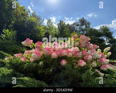 Hydrangea paniculata blooming bush pink white flowers Stock Photo