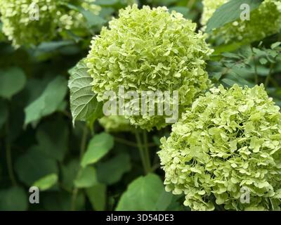 Hydrangea paniculata green blossom Stock Photo