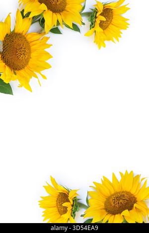 Minimalistic composition with three bright yellow sunflower blooms on a clean white background. Top view, flat lay style with copy space for text Stock Photo