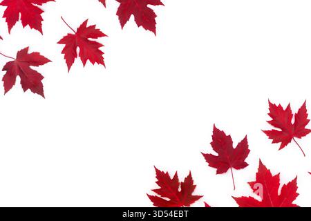 Red autumn maple leaves arranged on a white background. Minimalistic flat lay composition with vibrant fall foliage, viewed from above Stock Photo