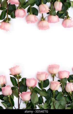 Flowers pink roses on a white background with space for text. Top view, flat lay Stock Photo