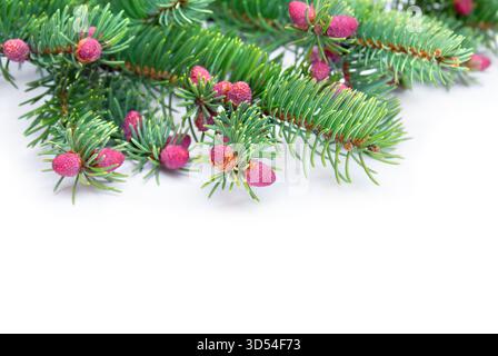 Close-up of a spruce branch with delicate pink male pollen cones isolated on a white background. Minimalist composition with copy space, perfect for C Stock Photo