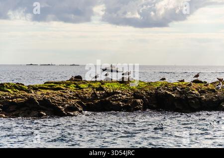 Seagulls resting on rocky seashore with a boat in the ocean in Tenerife Stock Photo