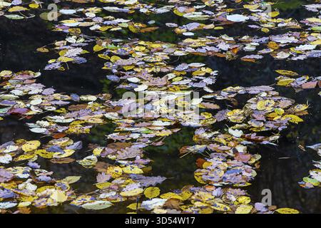 Floating colorful autumn leaves on a dark pond, Waldviertel Lower Austria Austria Stock Photo