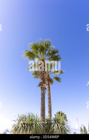 The view goes up to the tall old palm trees in front of the sky. Beautiful green palm fronds along the beach promenade of the town of Rota, Cadiz, And Stock Photo