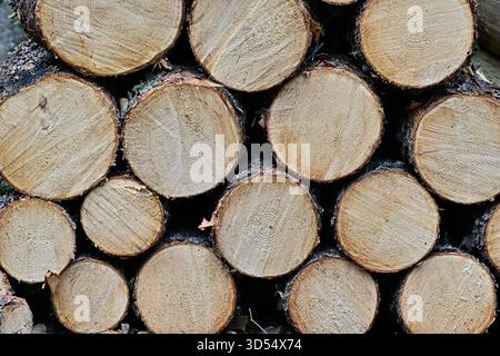 Spruce tree butts cut and piled ready to dry for winter firewood in rural Alberta Canada Stock Photo