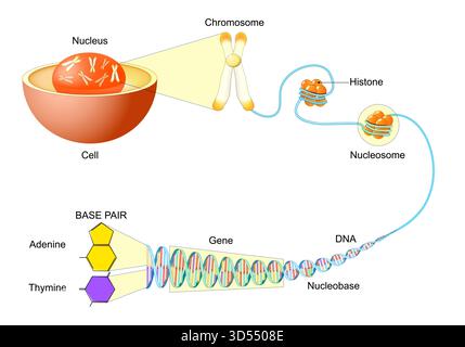 DNA Structure and Packaging within the Cell. Hierarchy of Genetic Material. Molecular biology. Vector illustration Stock Vector