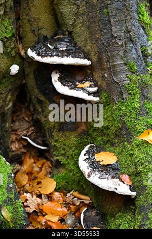 Brown and white Southern or artist's bracket fungi, Ganoderma australe or Ganoderma adspersum growing on dead tree UK November Stock Photo