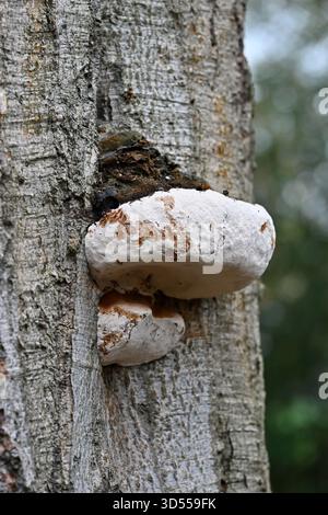Brown and white Southern or artist's bracket fungi, Ganoderma australe or Ganoderma adspersum growing on dead tree UK November Stock Photo