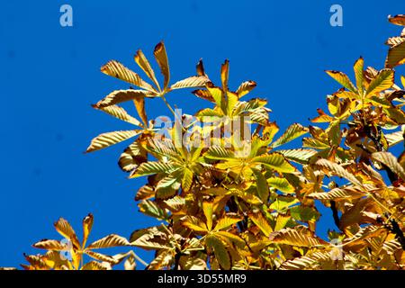Vibrant yellow leaves of a tree set against a clear blue sky, showcasing the contrast and beauty of early autumn. Stock Photo