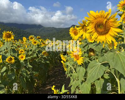 Sunflowers in field with Mount Bellenden Ker in clouds in background, Fishery Falls, near Cairns, Queensland, Australia Stock Photo