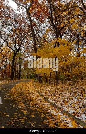 The last of autumn color is dusted with snow in a late autumn snowstorm, at Hammel Woods Forest Preserve, Will County, Illinois Stock Photo