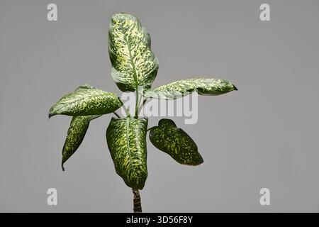 lime tree indoor plant Persian Lime Tree. Indoor Outdoor Citrus Plant Gift