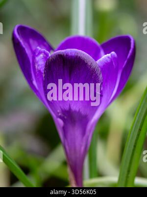 sunlight shines through the petals of a purple crocus flower in early spring Stock Photo