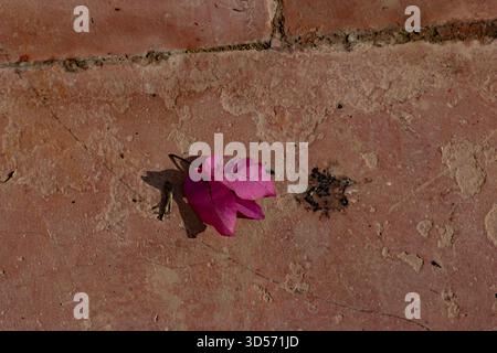 single red bougainvillea flower laying on a red brick path Stock Photo