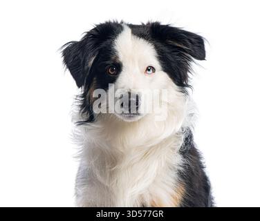 Portrait of a Miniature American Shepherd dog looking forward, isolated on a white background Stock Photo