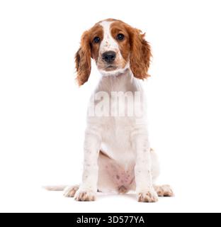 Cute welsh springer spaniel puppy sitting and looking forward on a white background Stock Photo