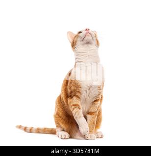 Curious ginger cat sitting and looking up on white background Stock Photo