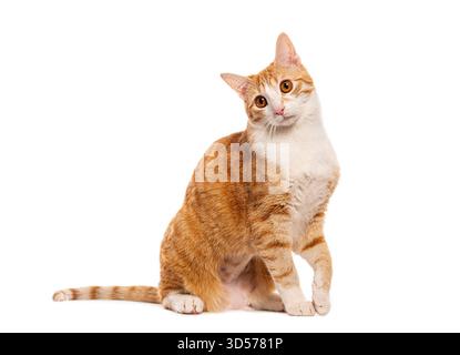 Orange and white tabby cat sitting and tilting its head on a white background Stock Photo