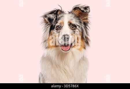 Happy australian shepherd dog panting and smiling on a pink background Stock Photo
