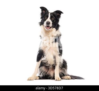Border collie sitting and panting, isolated on white background Stock Photo