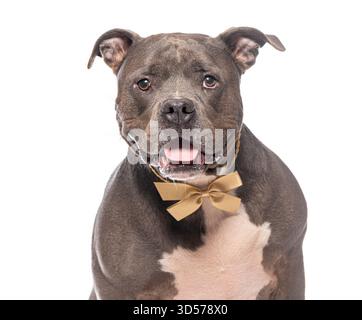 Portrait of adorable american bully dog wearing a golden bow tie, isolated on white background Stock Photo