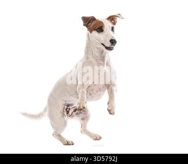 Playful jack russell terrier standing on hind legs, isolated on white background Stock Photo