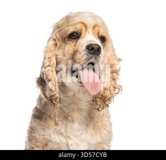 Headshot of american cocker spaniel panting and sticking out tongue on white background Stock Photo