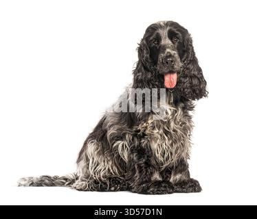 English cocker spaniel sitting and panting on white background Stock Photo
