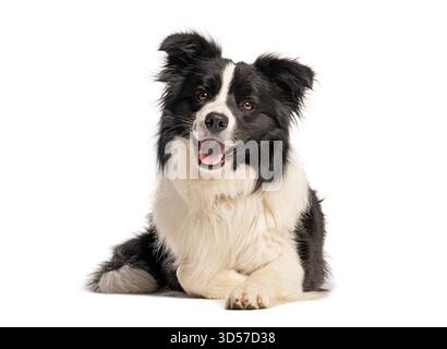 Border collie panting and lying down, isolated on white background Stock Photo