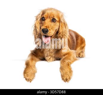 Golden english cocker spaniel dog lying down, panting and sticking out its tongue Stock Photo