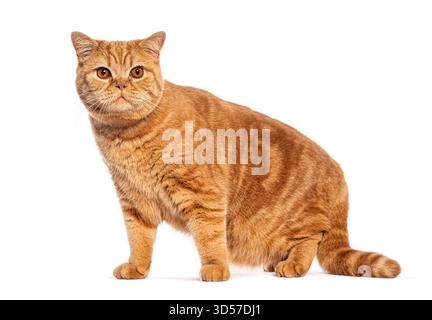 Adorable ginger british shorthair cat sitting calmly and posing against a seamless white backdrop Stock Photo