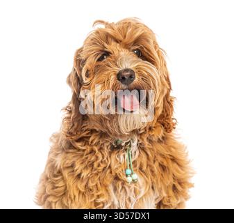 Studio shot of a cute cockapoo puppy panting with its tongue out, isolated on a white background Stock Photo