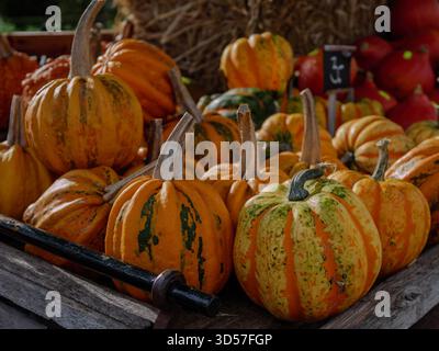 Mini gourds colorful autumn mix Stock Photo