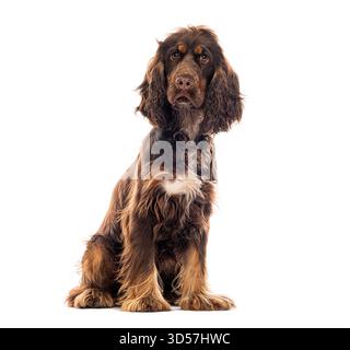 Chocolate English cocker spaniel sitting and looking forward on a white background Stock Photo